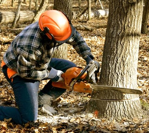 Tree Removal in Reklaw, TX